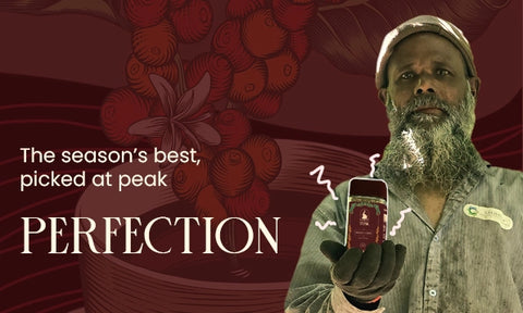 <ul><li><strong>Home Brewers & professional roasters</strong><br/>Explore bold, customizable flavors-starting from the green bean stage. </li><li><strong>Speciality cafes & small-batch roasters</strong>		<br/>Designed for those crafting clean, low-acid profiles with character.</li><li><strong>Retailers who care</strong><br/> Partner with Tusk Coffee for traceable, sustainable, and ethically sourced beans. <br/></li></ul>