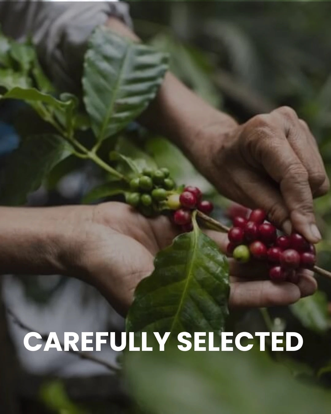 Bulk Grade-100% Arabica